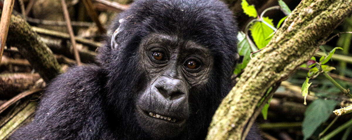 What Is the Age Limit for Gorilla Trekking?