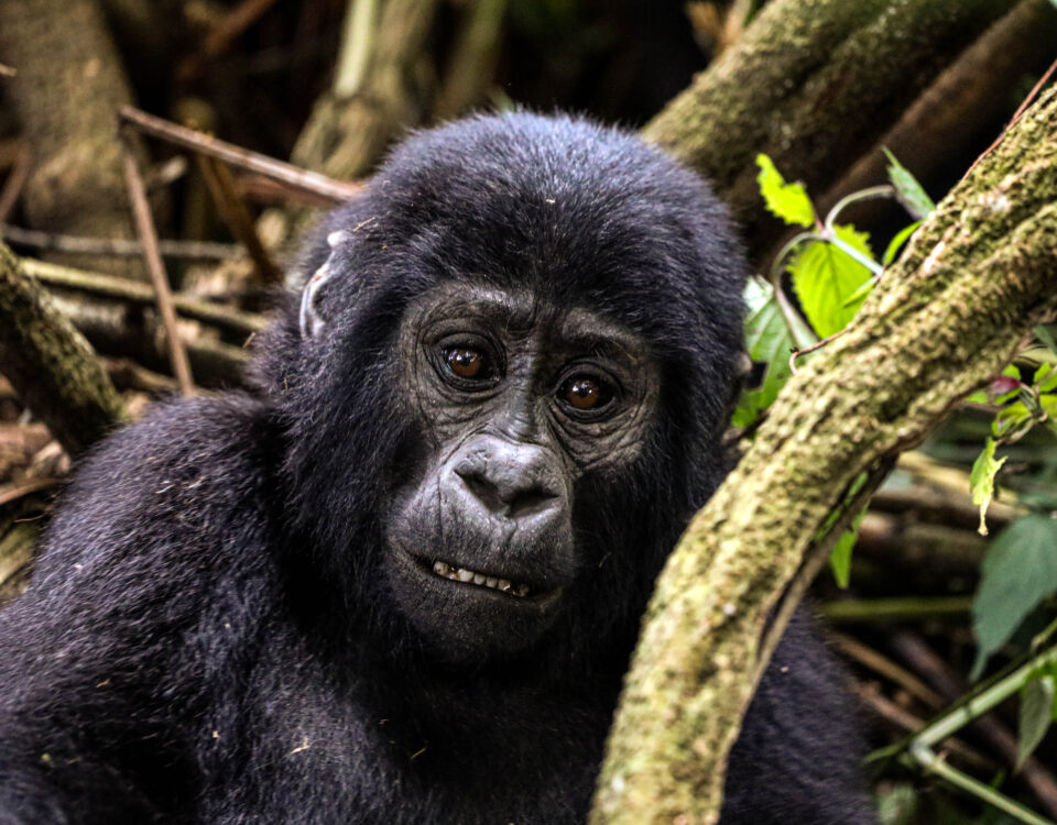 How Long Is the Trek to See Gorillas in Rwanda?