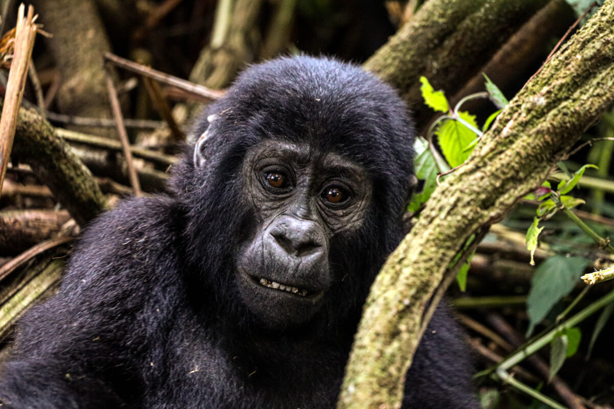 What Is the Age Limit for Gorilla Trekking?