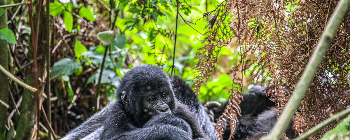Is Gorilla Trekking in Rwanda Worth the Money?