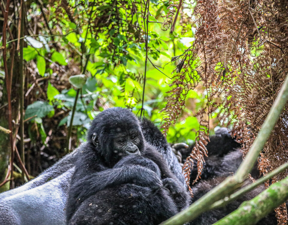 Is Gorilla Trekking in Rwanda Worth the Money?