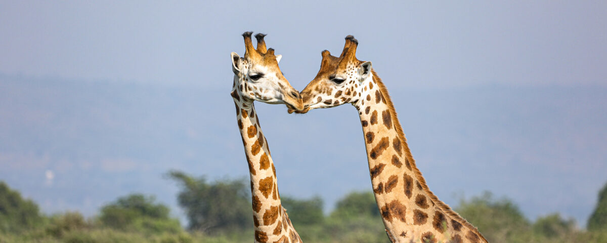 3 Days Rwanda Wildlife Safari