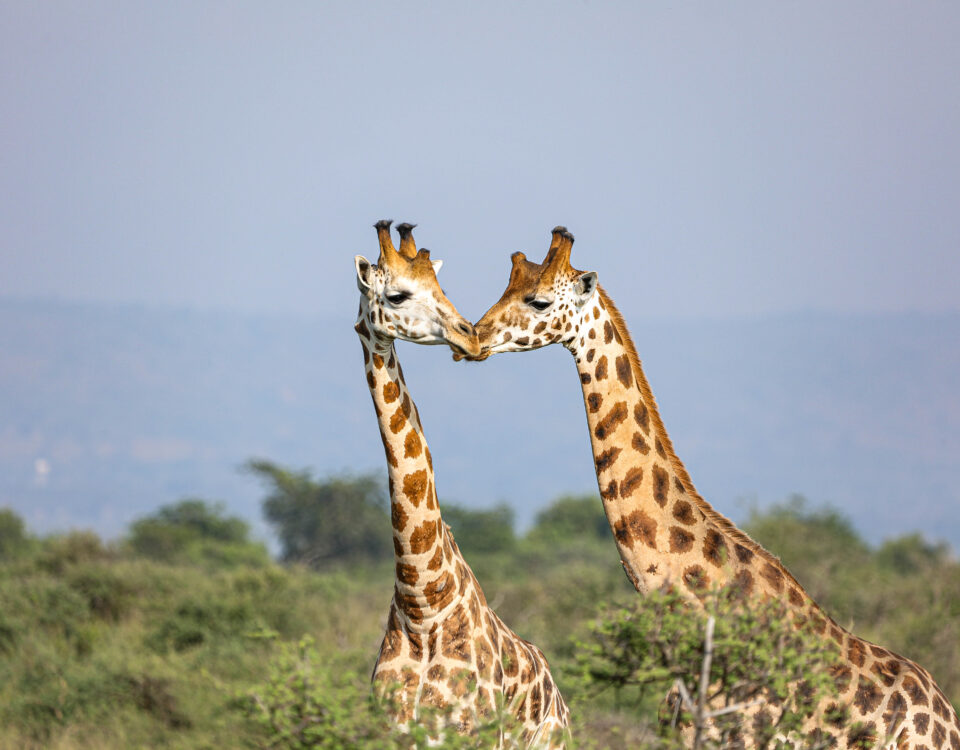 3 Days Rwanda Wildlife Safari