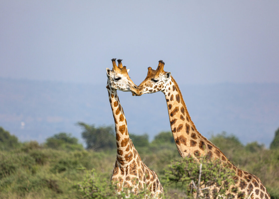 3 Days Rwanda Wildlife Safari