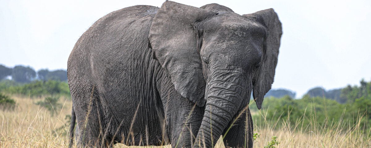 5 Days Akagera Wildlife Safari Rwanda