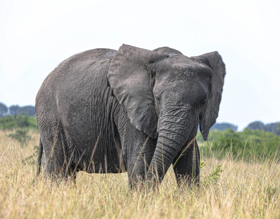 5 Days Akagera Wildlife Safari Rwanda