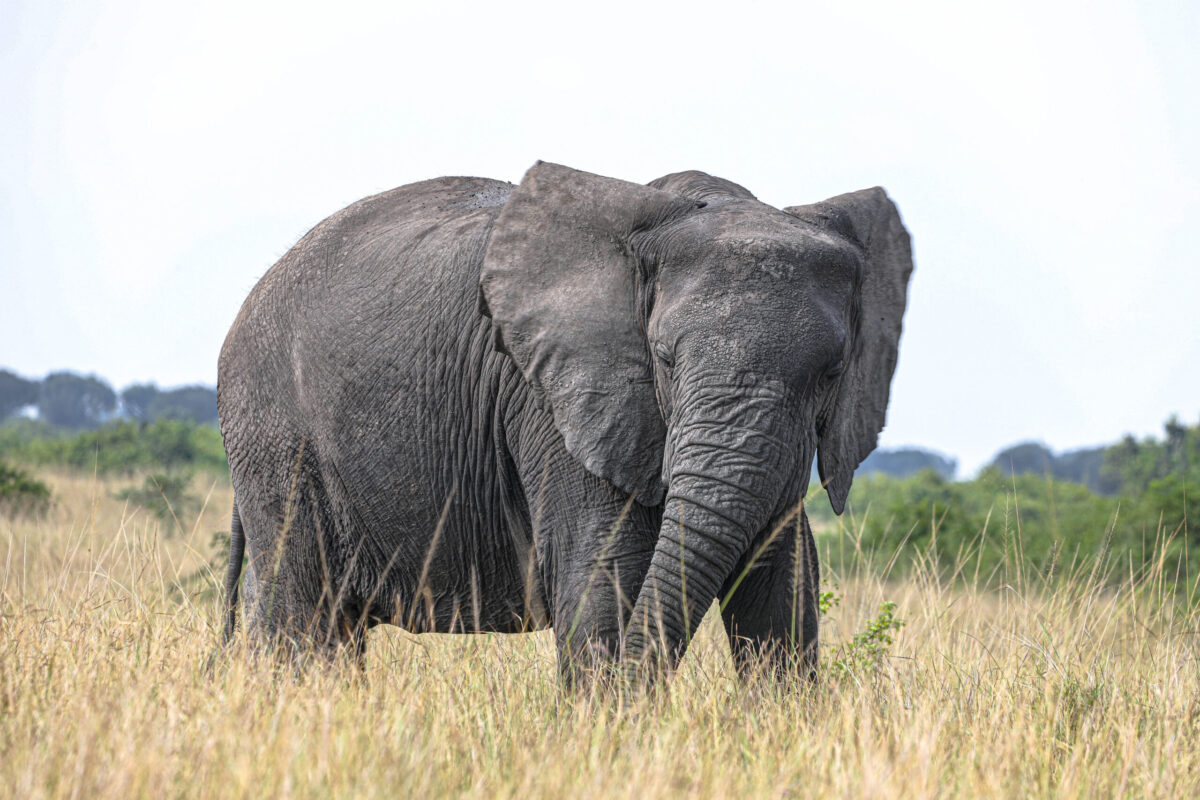 5 Days Akagera Wildlife Safari Rwanda