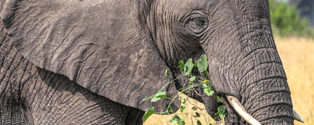 Which Is Better, Masai Mara or Serengeti