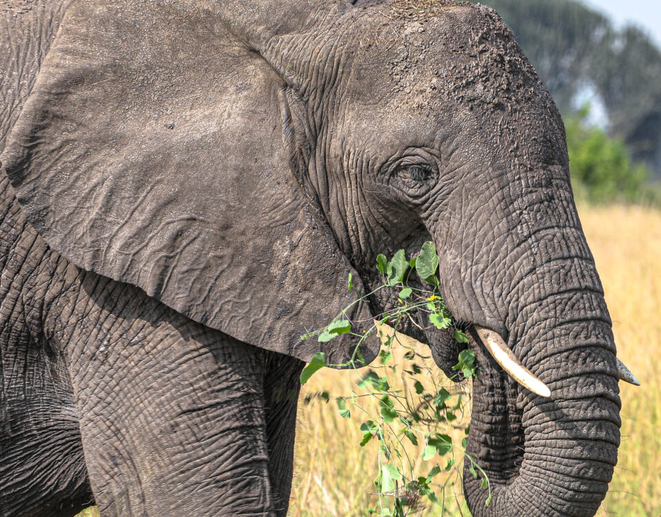 Which Is Better, Masai Mara or Serengeti