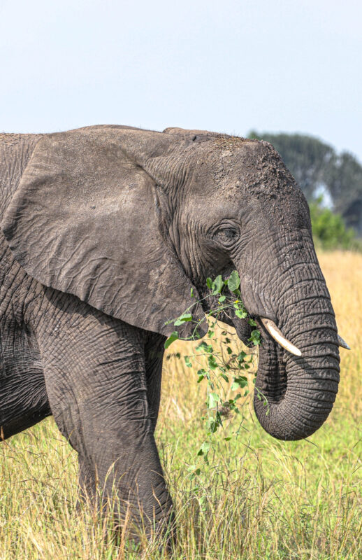 Which Is Better, Masai Mara or Serengeti