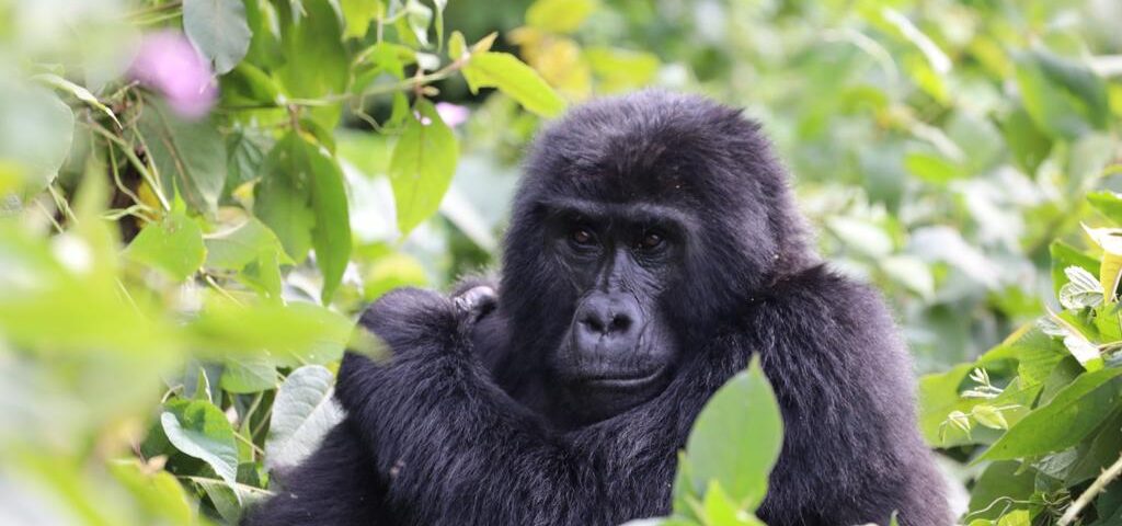 How Safe Is Gorilla Trekking in Rwanda?