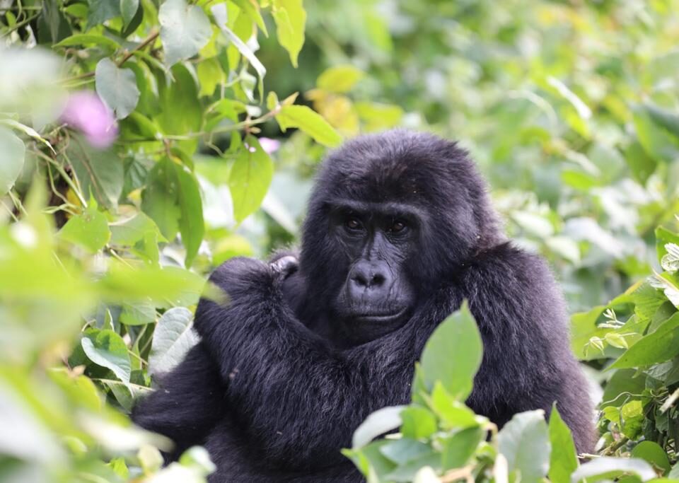 How Safe Is Gorilla Trekking in Rwanda?
