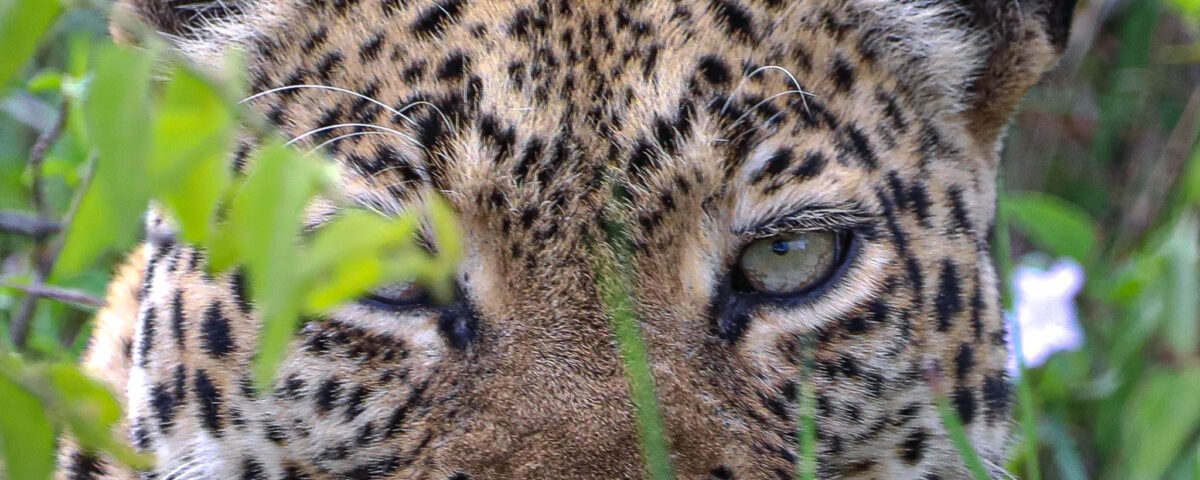 What Is the Best Time to Go on Safari in Kenya?