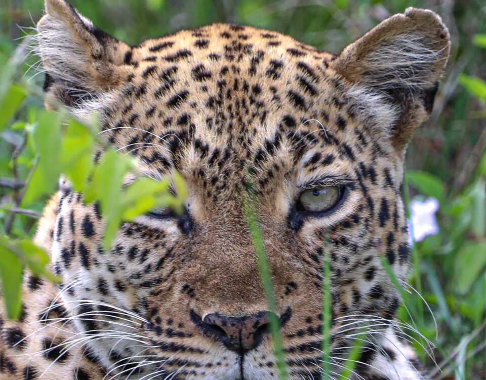 What Is the Best Time to Go on Safari in Kenya?