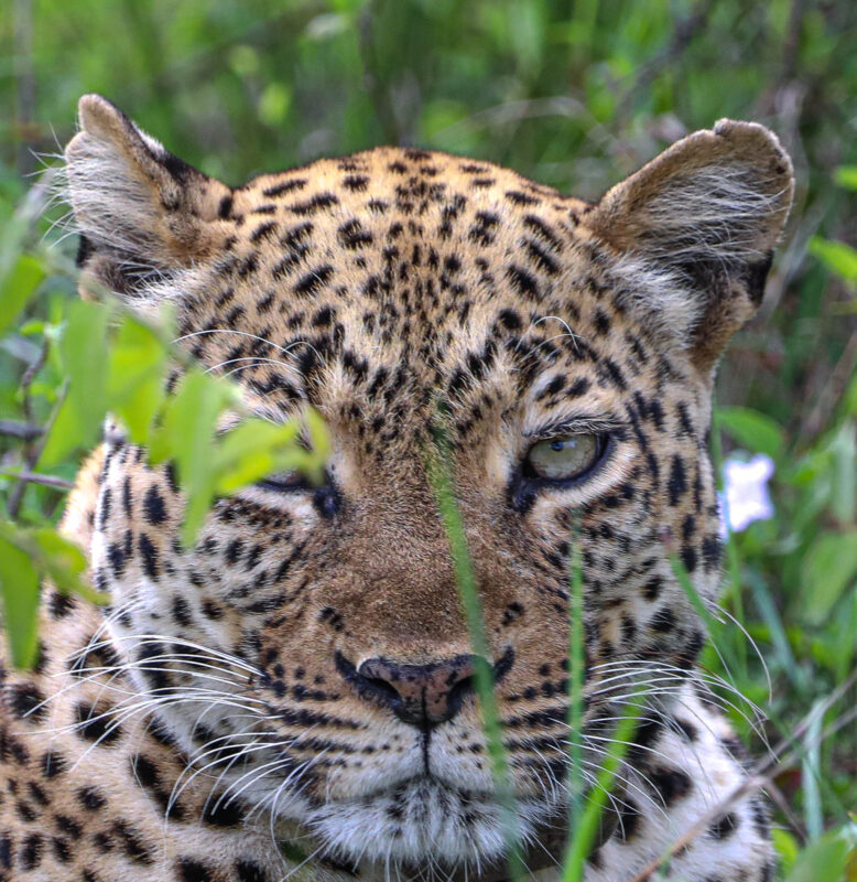 What Is the Best Time to Go on Safari in Kenya?