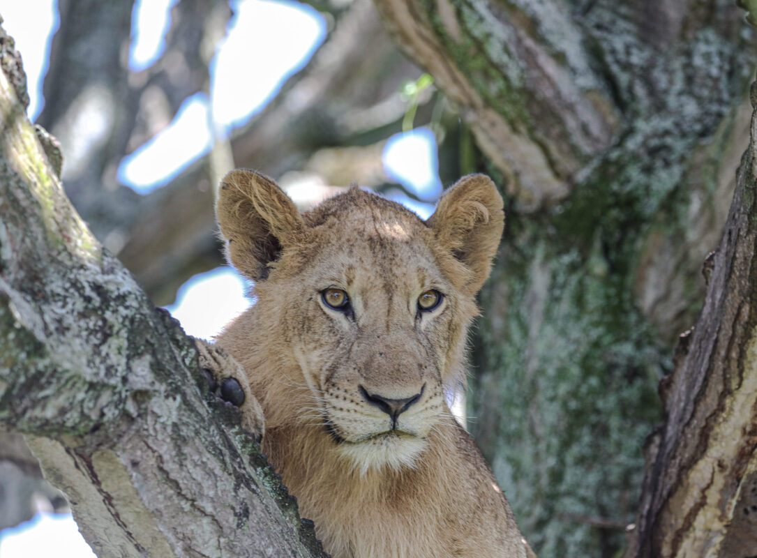 8 Days Tanzania Safaris