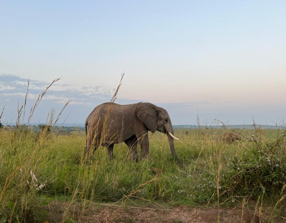 7 Days Kenya Uganda Safari