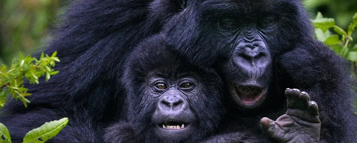 Rwanda Gorilla Trekking and Kenya Safari