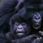 Rwanda Gorilla Trekking and Kenya Safari