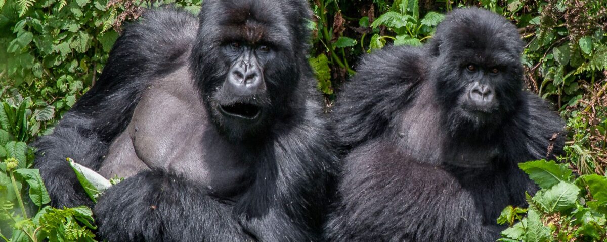 How To Plan a Gorillas & Chimpanzee Trekking From Portugal