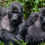 How To Plan a Gorillas & Chimpanzee Trekking From Portugal