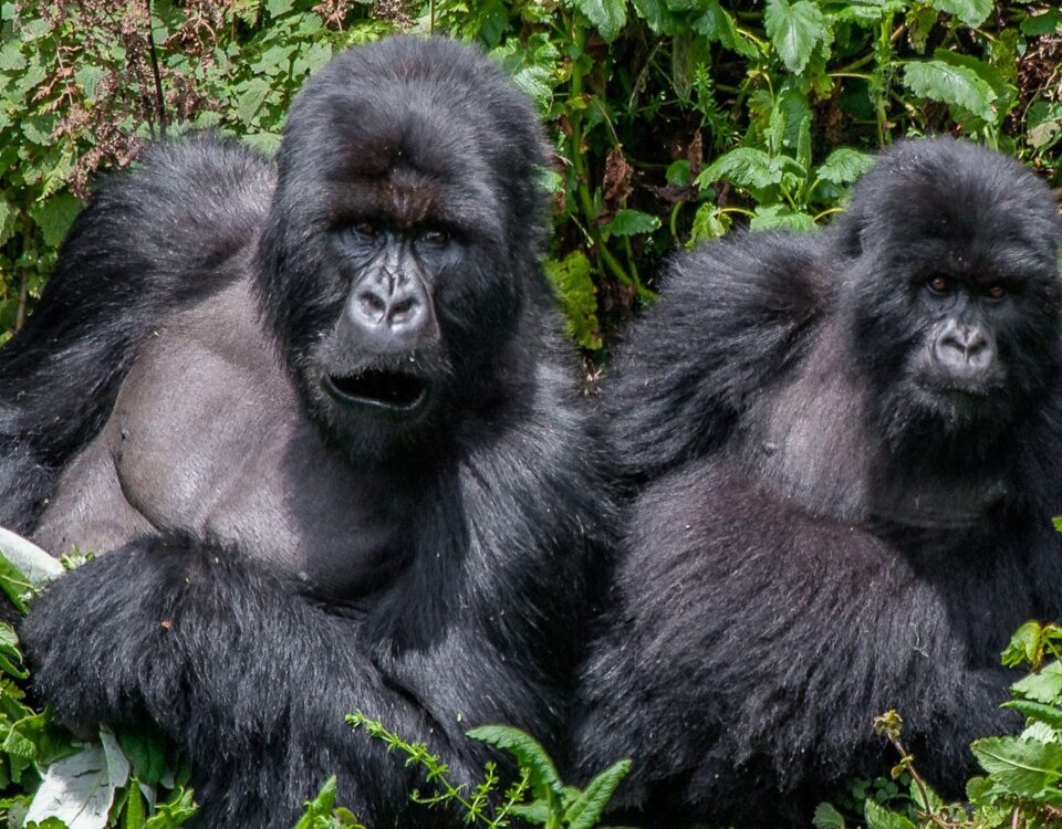 How To Plan a Gorillas & Chimpanzee Trekking From Portugal