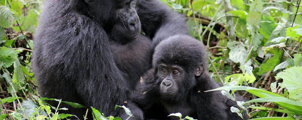 Best Rwanda Gorilla Tours