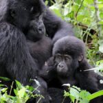 Best Rwanda Gorilla Tours