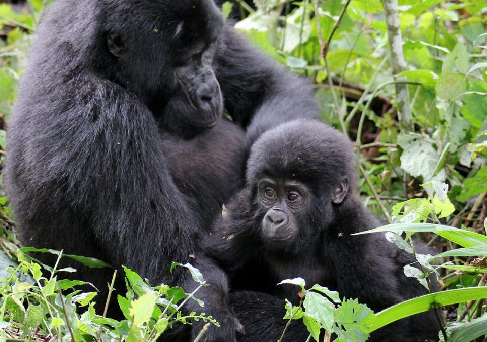 Best Rwanda Gorilla Tours