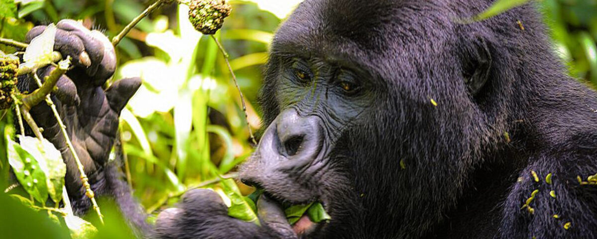 Uganda Gorilla Trekking Safaris