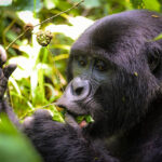 Uganda Gorilla Trekking Safaris