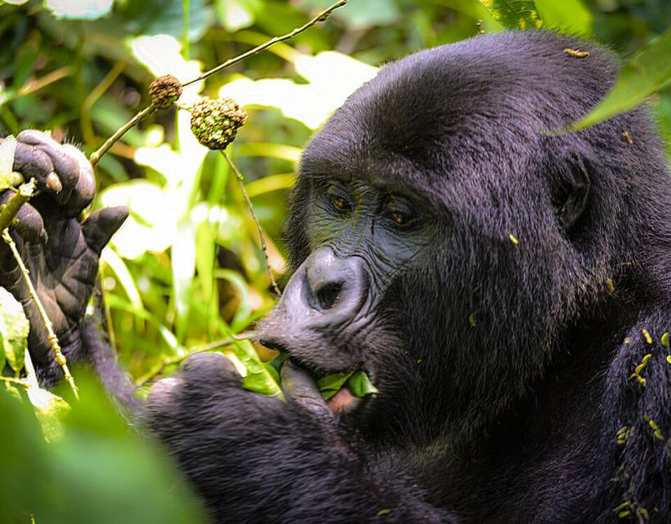 Uganda Gorilla Trekking Safaris