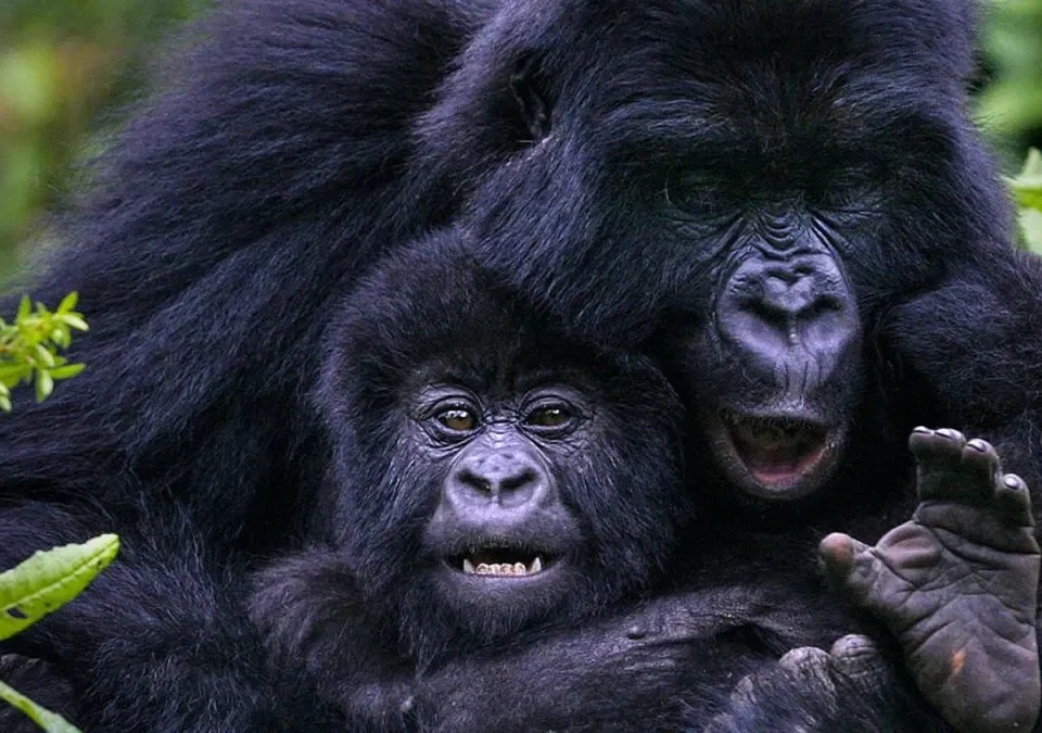 Rwanda Gorilla Trekking and Kenya Safari