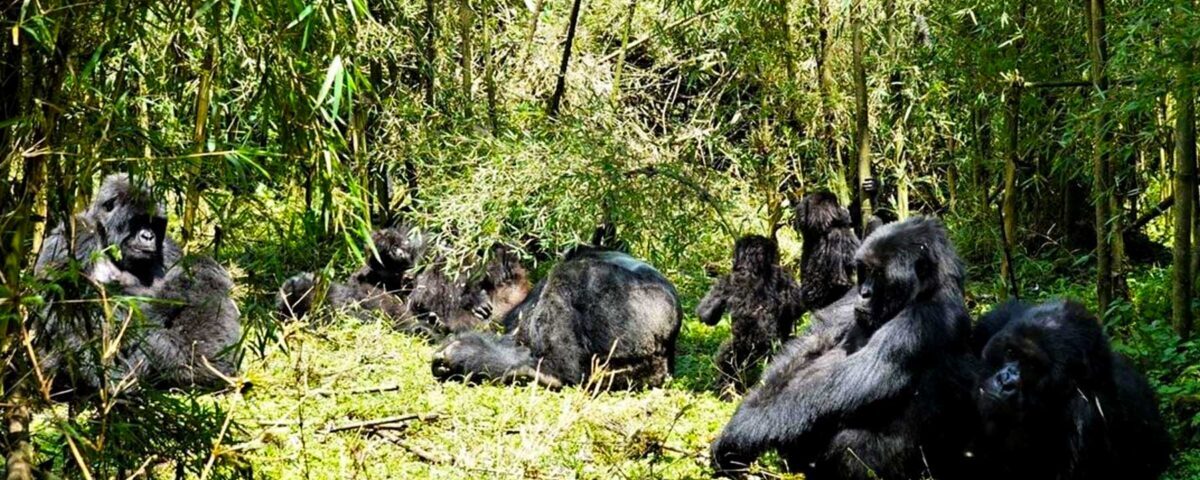 Is Gorilla Trekking in Rwanda Worth the Money?