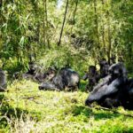 Is Gorilla Trekking in Rwanda Worth the Money?