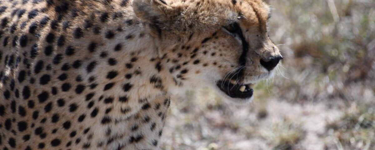 What Is the Right Time to Go on a Wildlife Safari in East Africa?