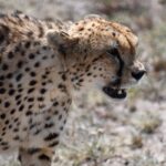 What Is the Right Time to Go on a Wildlife Safari in East Africa?