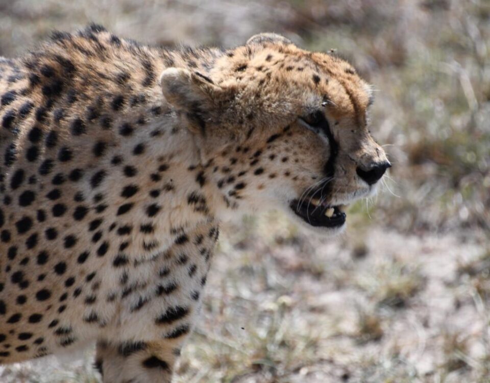 What Is the Right Time to Go on a Wildlife Safari in East Africa?