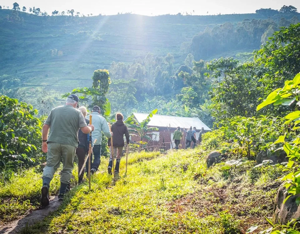 Gorilla Trekking Bwindi