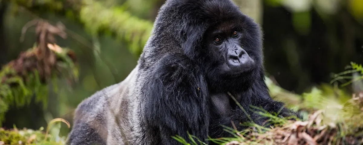 Gorilla Trekking Safaris