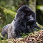 Gorilla Trekking Safaris