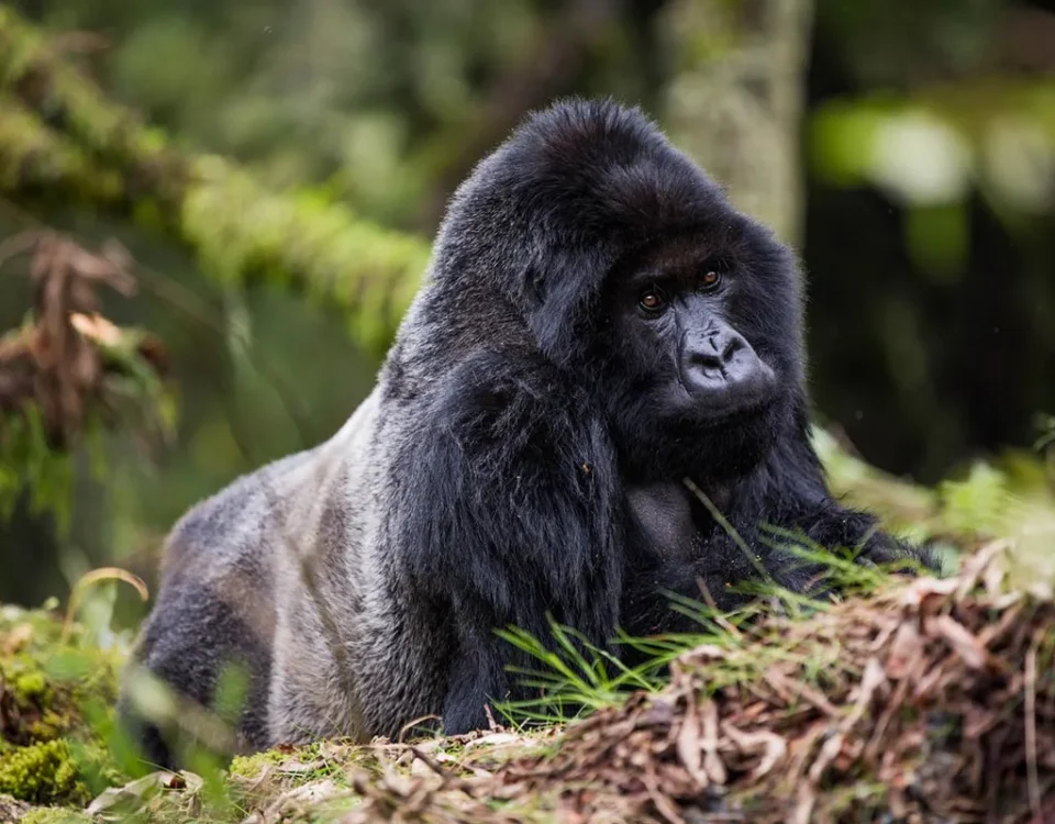Gorilla Trekking Safaris