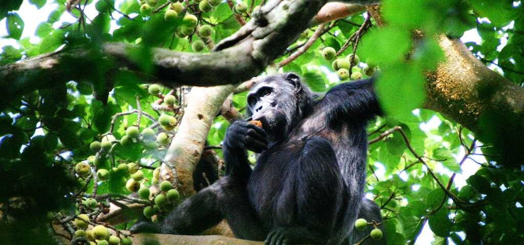What Is the Right Time to Go Chimpanzee Tracking in East Africa?