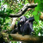 What Is the Right Time to Go Chimpanzee Tracking in East Africa?