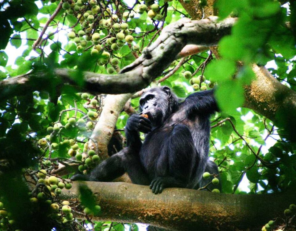 What Is the Right Time to Go Chimpanzee Tracking in East Africa?