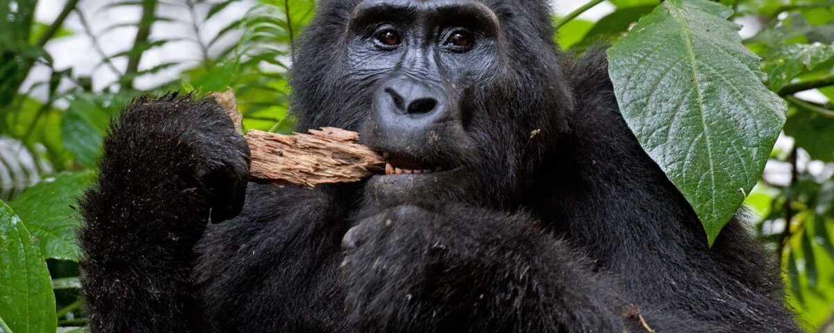 Rwanda Gorilla Safaris