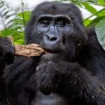 Rwanda Gorilla Safaris