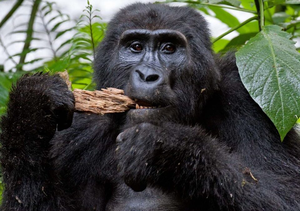 Rwanda Gorilla Safaris