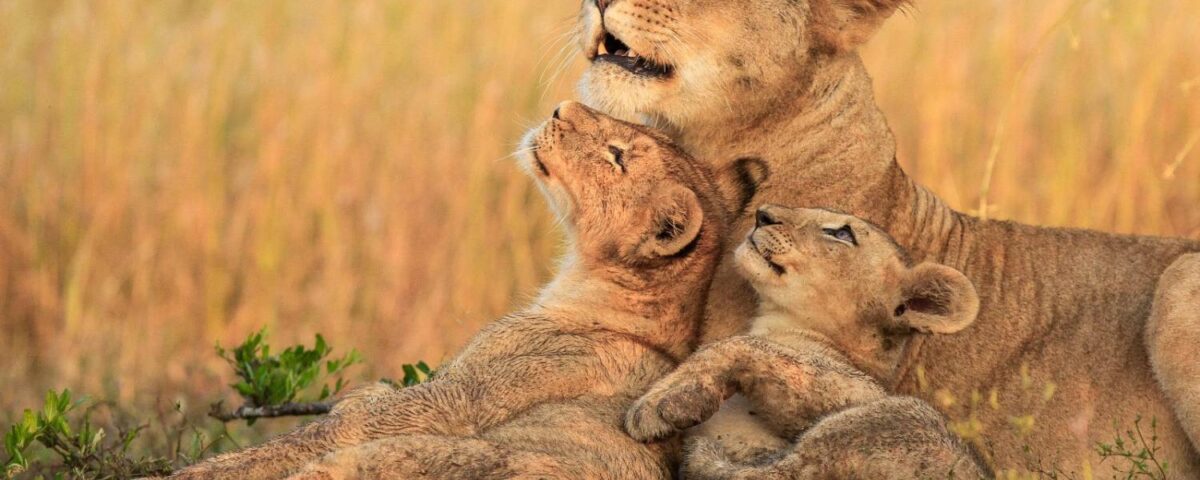 Tanzania Wildlife Safaris