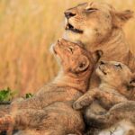 Tanzania Wildlife Safaris